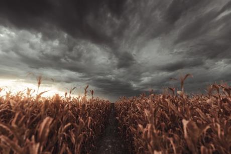 Wheat crop field storm