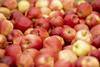 FSP_Apple_Harvest_095