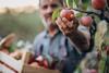 apple farm farmer grower fruit supply