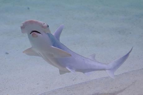 small shark unsplash