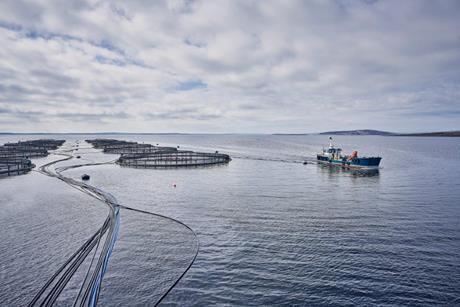 soil association salmon farm