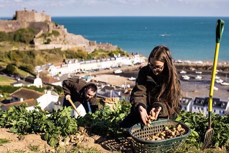 Jersey Royal potato harvest (3)
