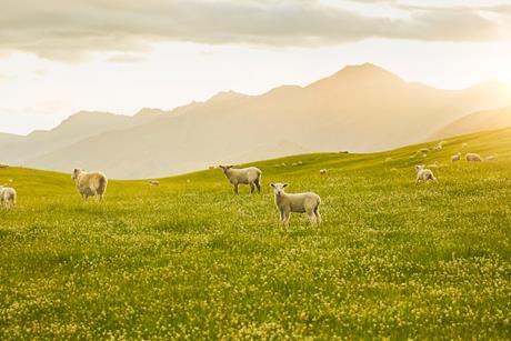 249873-lamb-farm-vista resized