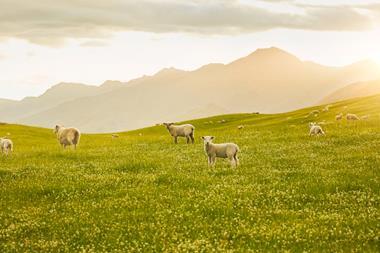 249873-lamb-farm-vista resized