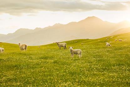 249873-lamb-farm-vista resized