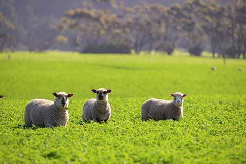 Thomas Foods Image 6