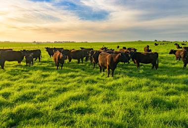 Thomas Foods Image 5