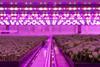 Jones Food Company Vertical Farm 1