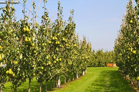 fruit apple pear orchard picker farm