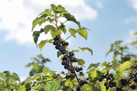 blackcurrants