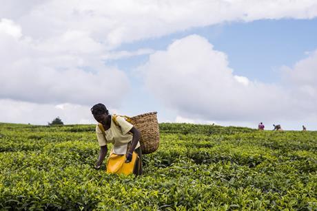 tea farm fairtrade farming kenya picker GettyImages-853943268