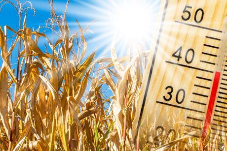 Heatwave field GettyImages-1470461678