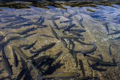 GettyImages-2217233318